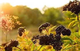 How To Treat Coronavirus Natural Remedies For Covid 19 Athenahealth