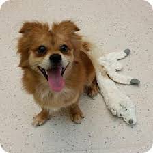 Whs is a 501(c)(3) organization and operates animal shelters in milwaukee, ozaukee, racine, door, and brown counties, as well as a spay/neuter clinic in west allis. Janesville Wi Pomeranian Mix Meet Kingsley A Dog For Adoption Pomeranian Mix Pets Dog Adoption