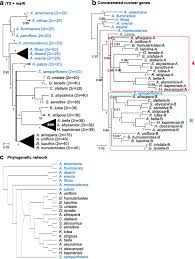 Image result for Humularia