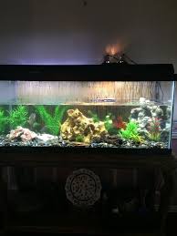 I added some rx to the tank, as i always do when adding new fish. Top Fin Coral Wall Aquarium Ornament Fish Ornaments Petsmart