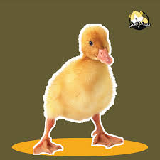 الفرق بين البطة والوزة - saivaaracottages.fi