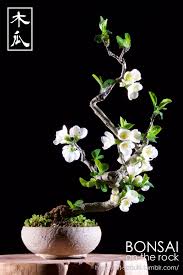 ボード bonsai のピン