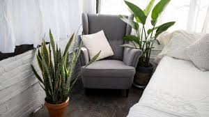 Please enter a valid zip code or city and state. How To Grow Snake Plants Indoor Gardening With Miracle Gro