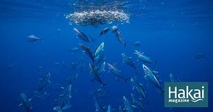 This tuna was moist and had the perfect level of salt. Tuna S Last Stand Hakai Magazine