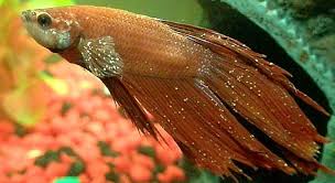 In fact, these fish tend to experience disease more often due to a weaker immune system. Betta Fish Diseases Betta Fish Facts