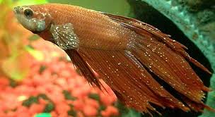 How to tell if a betta fish is sick. Betta Fish Diseases Betta Fish Facts