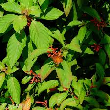 Image result for Flabellaria paniculata