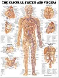 vascular system and viscera anatomical chart anatomical