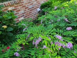 Image result for Indigofera paniculata