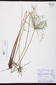Image result for Cyperus spiralis