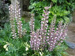 Image result for Acanthus polystachyus
