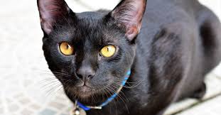 Learn more about top 10 black cat breeds. What Are The Types Of Black Cat Breeds Petfinder