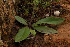 Image result for Uapaca robynsii