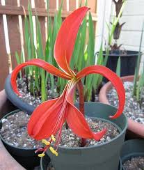 Image result for Jacobean lilies