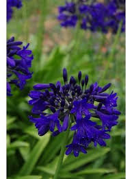 Pin On Blaue Stauden