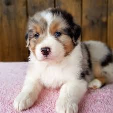 Starpitbullpuppiesforsale.com has been creating the best pitbull puppies for sale in usa,blue nose pitbull puppies for sale. Australian Shepherd Puppies For Sale Near Me Home Facebook