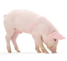 Check spelling or type a new query. Head On Suckling Pig Suckling Pig Suckling Pig For Sale Buy Suckling Pig Online Frozen Suckling
