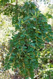 Image result for Bridelia mollis