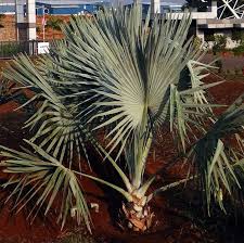 We did not find results for: Bismarckia Nobilis Bismarck Palm 2 Seeds Onszaden