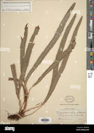 Image result for Elaphoglossum spathulatum