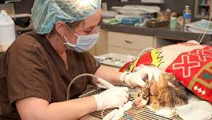 Reynolds has been with union lake veterinary hospital, and she is proud to be a part of such a comprehensive pet care complex that practices the highest quality of medicine. Union Lake Veterinary Hospital Waterford Mi 48327 Vet