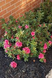Encore Azalea Autumn Rouge Azaleas Landscaping Landscaping Inspiration Azaleas