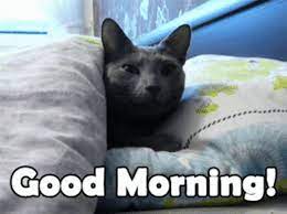 Good Morning Cat Gif Goodmorning Cat Wakeup Discover Share Gifs Morning Cat Good Morning Cat Good Morning