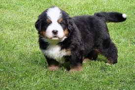 Cane produttore cinese rosa blu bianco rosso nero caldo di vendita del cotone di facile manutenzione pet panno in estate forniture per animali da compagnia vi sono 2962 nero bianco cani di vendita fornitori, principalmente situati in asia.i principali paesi o regioni fornitori sono la cina, il pakistan. Cuccioli Di Cane Neri Foto E Immagini Dolcissime E Bellissime