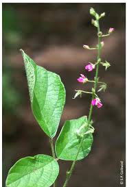 Image result for Pseudarthria