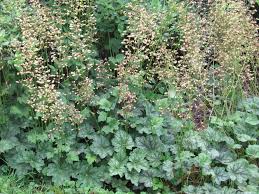 Image result for heuchera americana