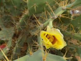 Our minimum cactus removal cost is $300. Biocontrol Most Cost Effective In Fight Against Common Pest Pear Opuntia Stricta
