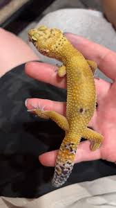 hello! my family and i are trying to re-home our tortoise bumper to a  rescue facility near or around Bozeman! thank you!