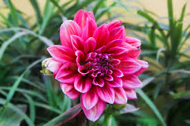 For each colour of dahlia, there is a special meaning or more to it. Delilah Flower Photos Free Royalty Free Stock Photos From Dreamstime