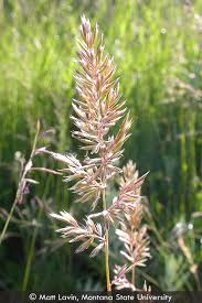 Image result for Mellera lobulata