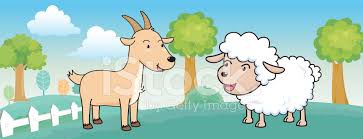 As a new hand is butted by a goat an old hand says don't worry. Sheep And Goat Cartoon Stock Vector Freeimages Com