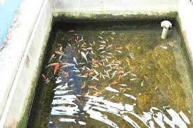 Ikan gabus merupakan salah satu jenis ikan yang hidup di pera. Perbandingan Kolam Tanah Dan Kolam Beton Untuk Budidaya Artikel Pertanian Terbaru Berita Pertanian Terbaru