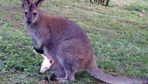 Letos jsem byla na slovensku poprvé a úplně mě uchvátilo! Zoo Farma New Zealand Zoologicke A Botanicke Zahrady Modrova Kamnavylet Sk