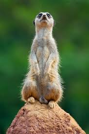 Free Image On Pixabay African Alert Animal Creature Meerkat Animals Animals Wild