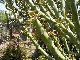 Image result for Euphorbia inaequilatera