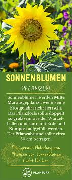Sonnenblumen Alles Zum Pflanzen Pflegen Ernten Sonnenblumen Pflanzen Sonnenblumen Pflanzen