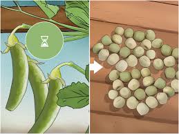 You don't eat the pod—well, you can, but they don't taste that great—and so you typically wait you can boil snow peas and throw them in just about anything, but if you want to challenge yourself can try this shrimp. How To Grow Snow Peas With Pictures Wikihow