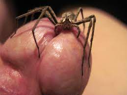 spider | MOTHERLESS.COM ™