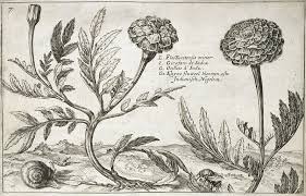 Image result for Tagetes erecta