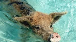 Auf den bahamas leben ausgewilderte hausschweine ein beneidenswertes aussteigerleben. Big Mayor Cay Auf Den Bahamas Schwimmen Schweine Mit Touristen Video Welt