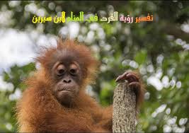 وأما القرد في المنام فهو عدو ملعون قد تغيرت نعمة الله عليه فمن رأى أنه راكب قرد يصرفه كيف يشاء فإنه يقهر عدو كذلك ومن رأى أنه أكل من لحمه أصابه هم شديد أو مرض يشرف منه على الموت ومن رأى أنه يقاتل قردا وكان القرد هو المغلوب فإنه يصيبه داء ويبرأ منه وإن كان هو المغلوب فإنه يصيبه داء لا دواء له أو عيب لا يذهب منه أبدا ومن رأى أن له قردا فإنه خائن فيما أئتمن ومن رأى أن على كتفه قردا يحمله فإنه يخرج من بيته قردة يشتهر بها ØªÙØ³ÙŠØ± Ø±Ø¤ÙŠØ© Ø§Ù„Ù‚Ø±Ø¯ ÙÙŠ Ø§Ù„Ù…Ù†Ø§Ù… Ù„Ø§Ø¨Ù† Ø³ÙŠØ±ÙŠÙ† ÙˆØ§Ø¨Ù† Ø´Ø§Ù‡ÙŠÙ† Ù…ÙˆÙ‚Ø¹ Ù…ØµØ±ÙŠ