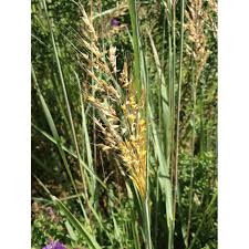 Image result for Sorghastrum