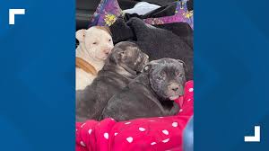 Check out our cute goldendoodle puppies for adoption that are looking for a home. 100 Rescue Puppies Moms Looking For Foster Homes 9news Com