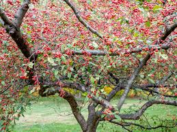 Find the perfect crab tree stock photos and editorial news pictures from getty images. How To Grow And Care For Flowering Crabapple Trees