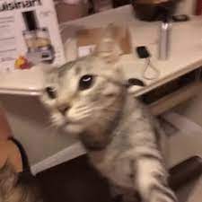 Giphy Downsized Large Gif 384 384 Cats Cute Funny Animals Funny Animals