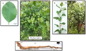 Image result for Litogyne gariepina